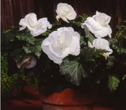 Begonia tub AH Roseform White 1